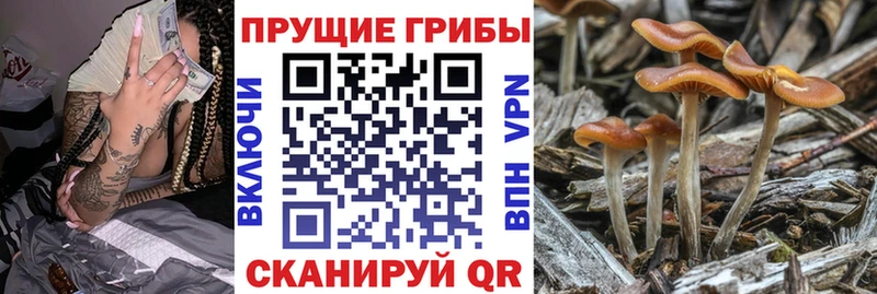 Галлюциногенные грибы Psilocybine cubensis Певек